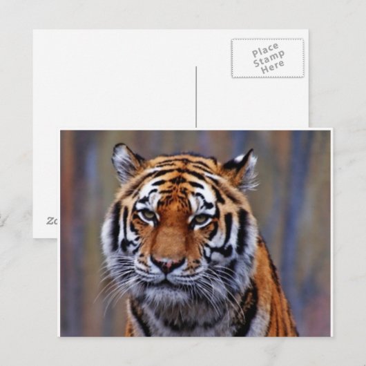 Briefkaart van Bengal Tiger (Voorkant / Achterkant)