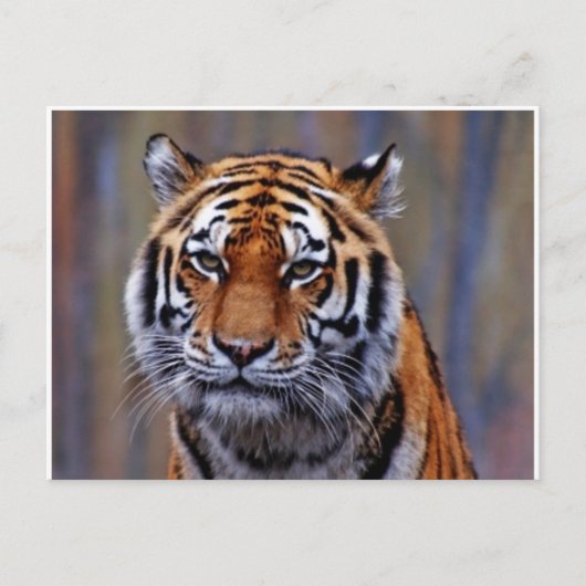 Briefkaart van Bengal Tiger (Voorkant)