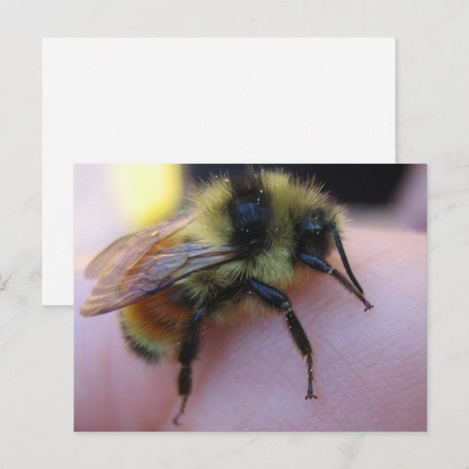 Briefkaart van bijen (Voorkant / Achterkant)