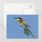 Briefkaart van bijeneter (Voorkant / Achterkant)