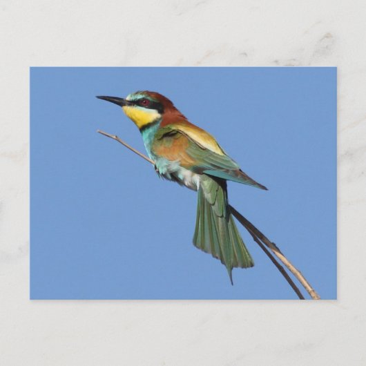 Briefkaart van bijeneter (Voorkant)