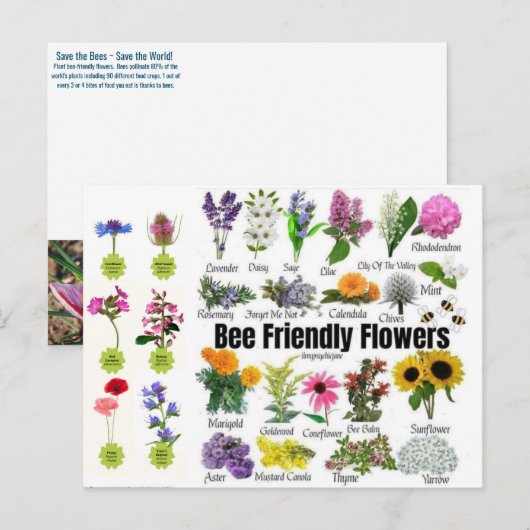 Briefkaart van bijenvriendelijke bloemen (Voorkant / Achterkant)