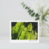 Briefkaart van Bird's Nest Fern (Staand voorkant)