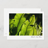 Briefkaart van Bird's Nest Fern (Voorkant / Achterkant)