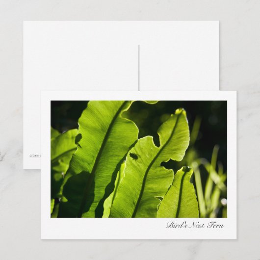 Briefkaart van Bird's Nest Fern (Voorkant / Achterkant)