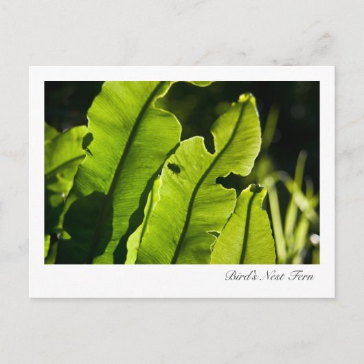 Briefkaart van Bird's Nest Fern (Voorkant)