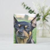 Briefkaart van Black en Brown Chihuahua (Staand voorkant)