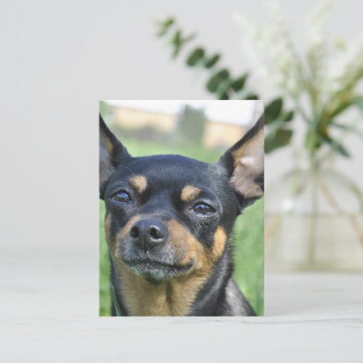Briefkaart van Black en Brown Chihuahua (Staand voorkant)