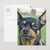 Briefkaart van Black en Brown Chihuahua (Voorkant / Achterkant)