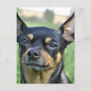 Briefkaart van Black en Brown Chihuahua
