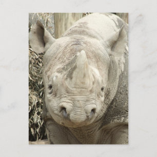 Briefkaart van Black Rhinoceros