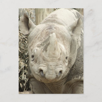 Briefkaart van Black Rhinoceros