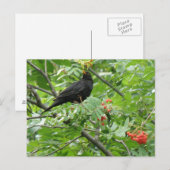 Briefkaart van Blackbird en Berries (Voorkant / Achterkant)