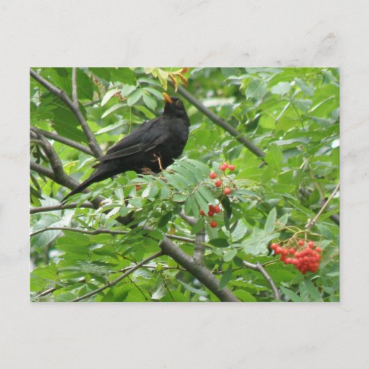 Briefkaart van Blackbird en Berries (Voorkant)