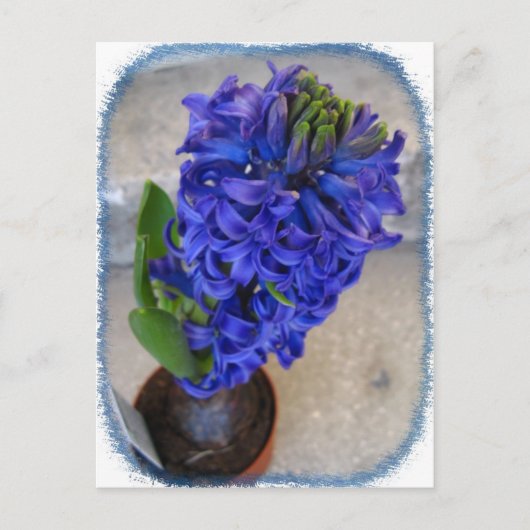 Briefkaart van blauwe bloem (Voorkant)