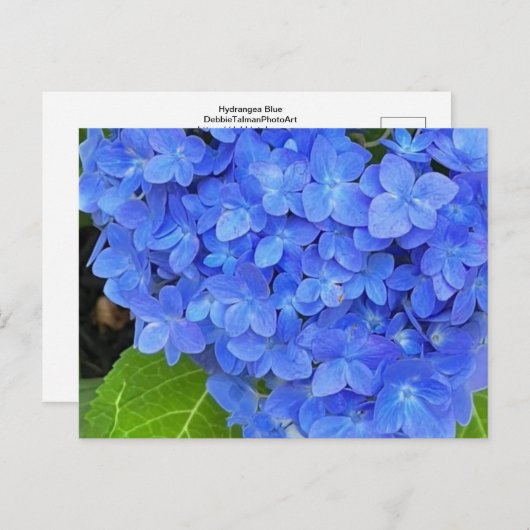 Briefkaart van blauwe hydrangea (Voorkant / Achterkant)