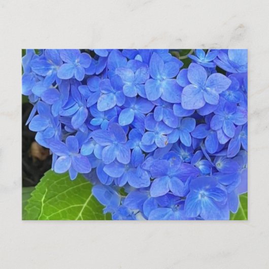 Briefkaart van blauwe hydrangea (Voorkant)