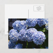 Briefkaart van blauwe hydrangea (Voorkant / Achterkant)