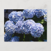 Briefkaart van blauwe hydrangea (Voorkant)