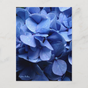 Briefkaart van blauwe hydrangea