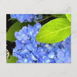 Briefkaart van blauwe hydrangea