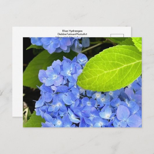 Briefkaart van blauwe hydrangea (Voorkant / Achterkant)