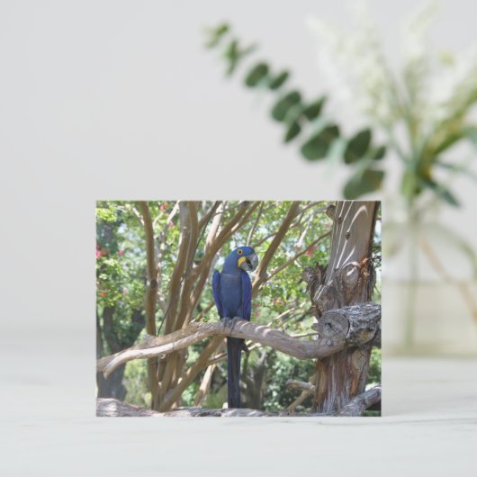 Briefkaart van blauwe papegaai (Staand voorkant)