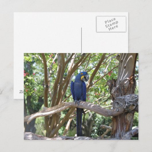 Briefkaart van blauwe papegaai (Voorkant / Achterkant)