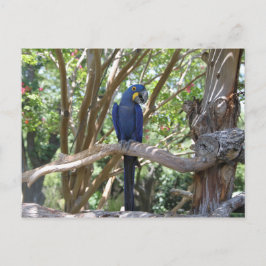 Briefkaart van blauwe papegaai
