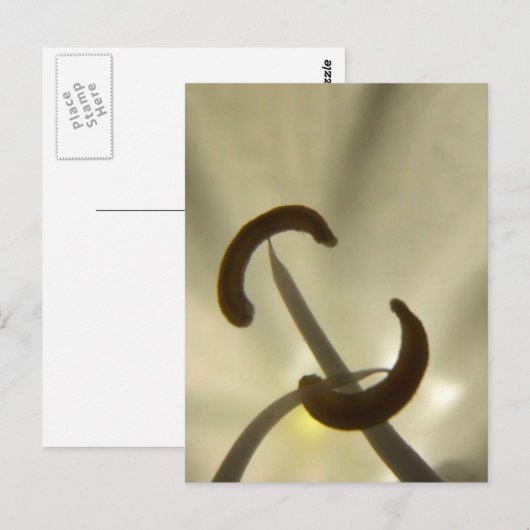 Briefkaart van bloemen (Voorkant / Achterkant)