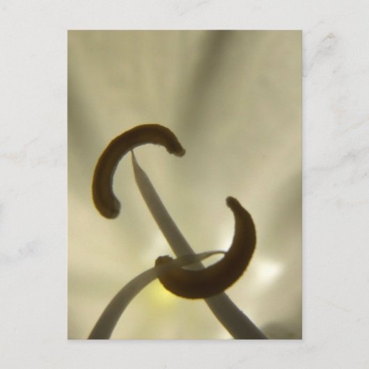 Briefkaart van bloemen (Voorkant)