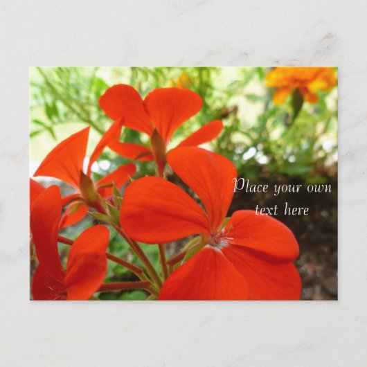 briefkaart van bloementeelt (Voorkant)