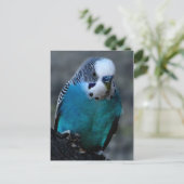 Briefkaart van Blue Paraket (Staand voorkant)