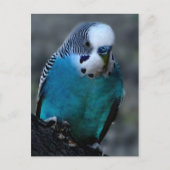 Briefkaart van Blue Paraket (Voorkant)