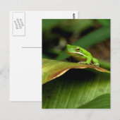 Briefkaart van boomkikker (Voorkant / Achterkant)
