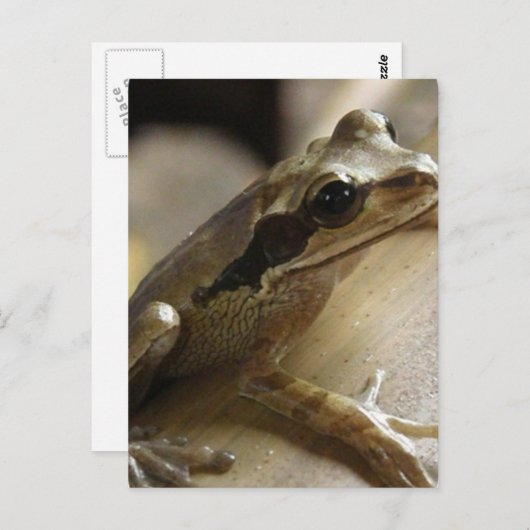 Briefkaart van boomkikker (Voorkant / Achterkant)