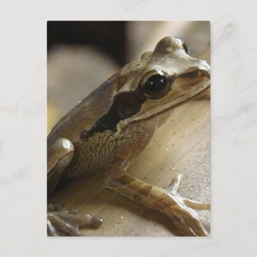 Briefkaart van boomkikker (Voorkant)