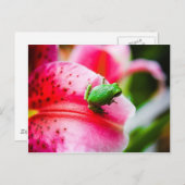 Briefkaart van boomkikker (Voorkant / Achterkant)