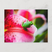 Briefkaart van boomkikker (Voorkant)