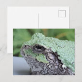 Briefkaart van boomkikker (Voorkant / Achterkant)