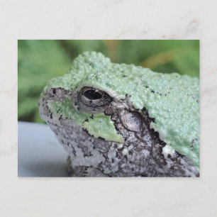 Briefkaart van boomkikker