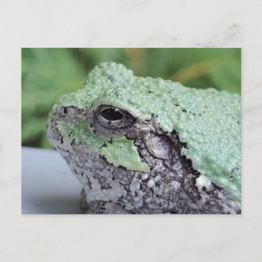 Briefkaart van boomkikker (Voorkant)