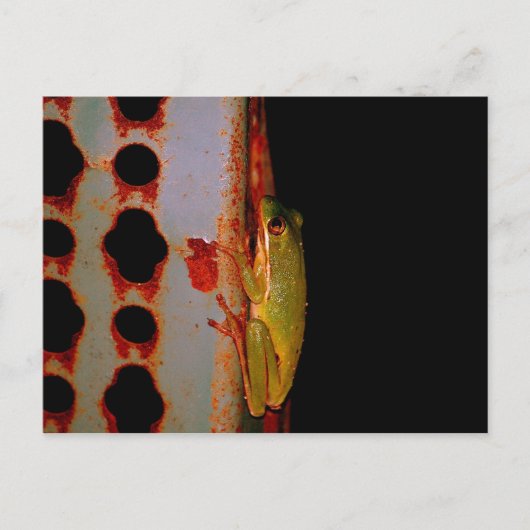Briefkaart van boomkikker (Voorkant)