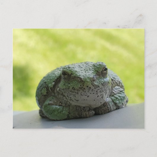 Briefkaart van boomkikker (Voorkant)