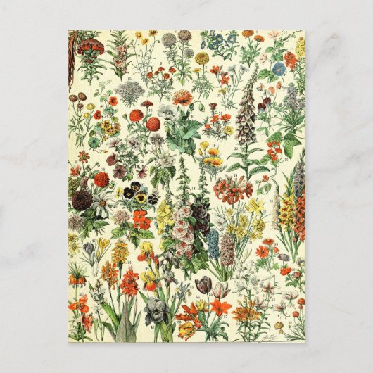 Briefkaart van botanische vlooiers (Voorkant)