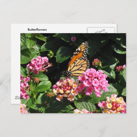 Briefkaart van boterbloemen (Voorkant / Achterkant)