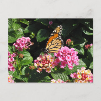 Briefkaart van boterbloemen