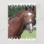 Briefkaart van Braided Horse Mane (Voorkant)