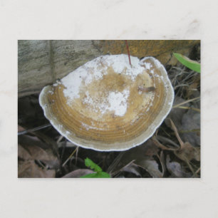 Briefkaart van Brown Tan Bracket Fungus