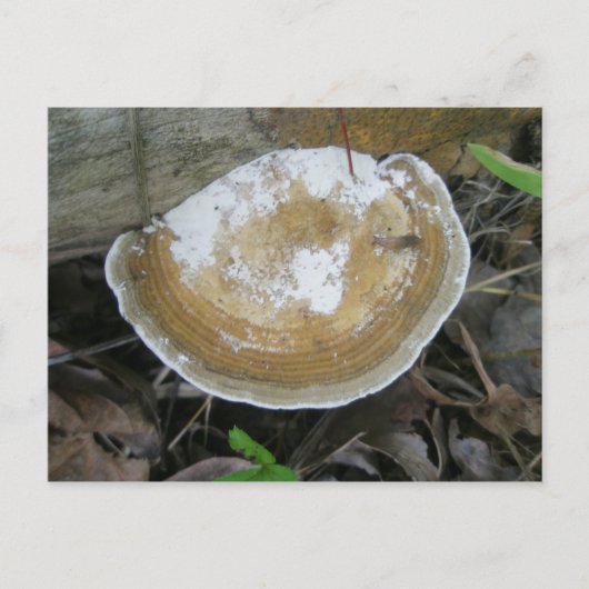 Briefkaart van Brown Tan Bracket Fungus (Voorkant)